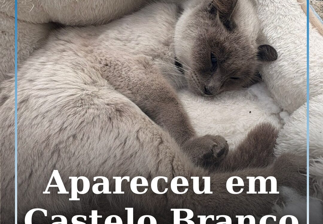 Apareceu em Castelo Branco