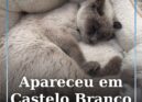 Apareceu em Castelo Branco
