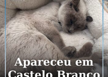 Apareceu em Castelo Branco