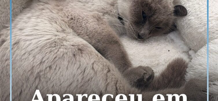Apareceu em Castelo Branco