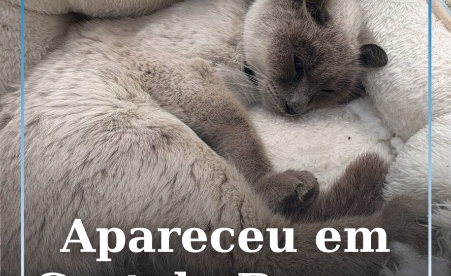 Apareceu em Castelo Branco