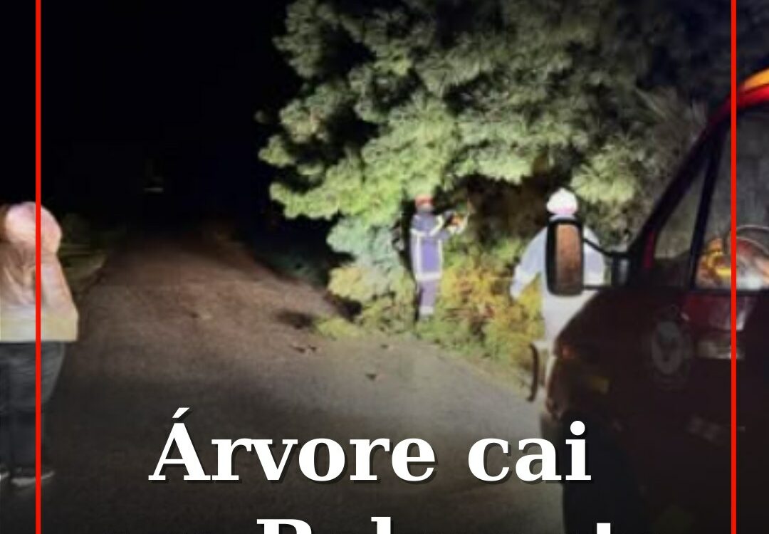 Árvore cai em Belmonte