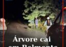 Árvore cai em Belmonte