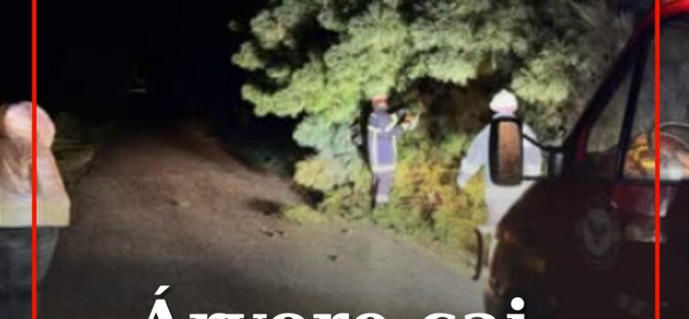 Árvore cai em Belmonte