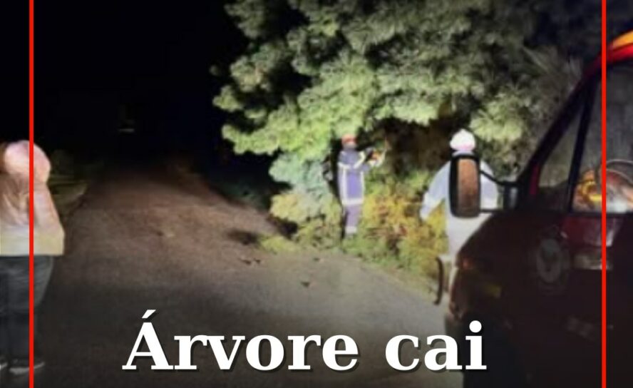 Árvore cai em Belmonte