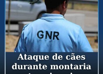 Ataque de cães durante montaria mata seis ovinos