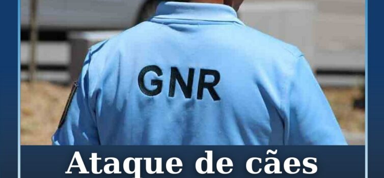 Ataque de cães durante montaria mata seis ovinos