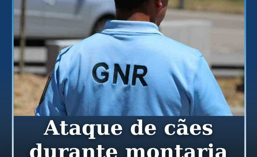 Ataque de cães durante montaria mata seis ovinos