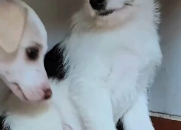 Cães para adoção no Centro de Recolha de Animais Errantes do Fundão