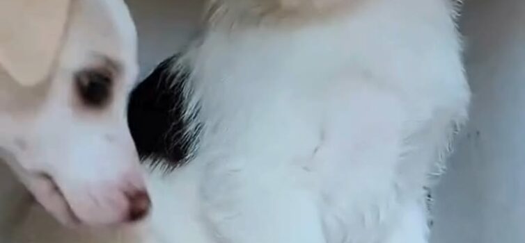 Cães para adoção no Centro de Recolha de Animais Errantes do Fundão