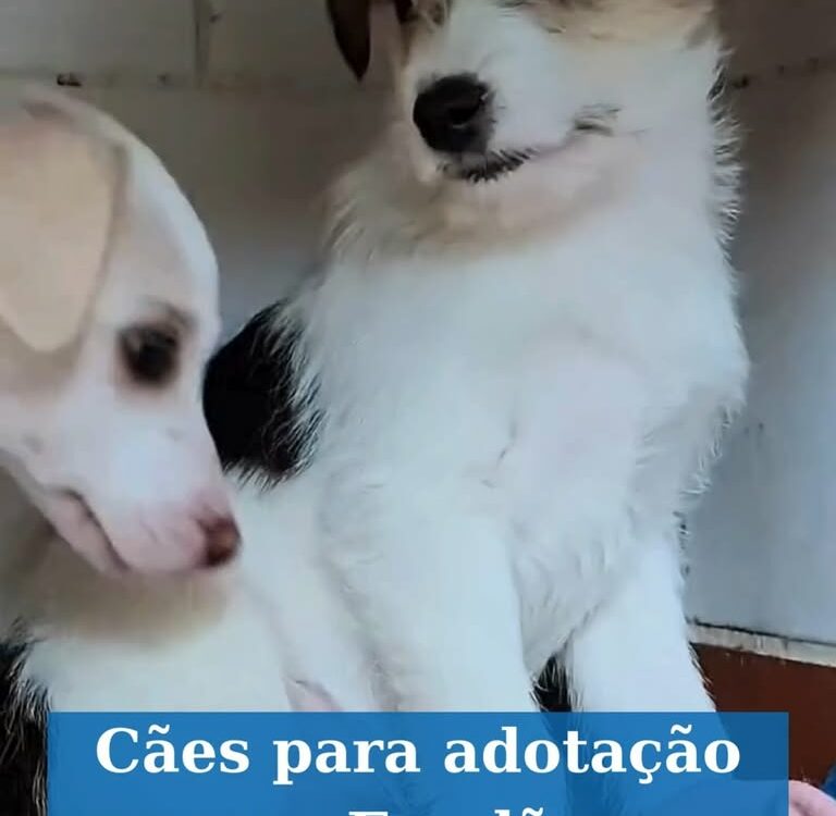 Cães para adoção no Centro de Recolha de Animais Errantes do Fundão