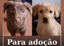 Cães para adoção no Fundão