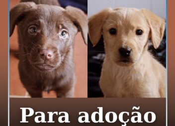 Cães para adoção no Fundão