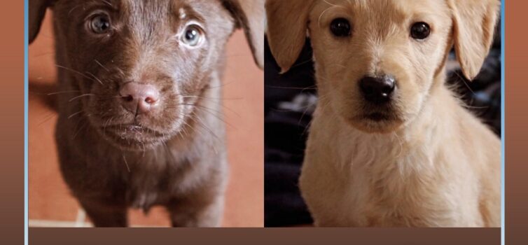 Cães para adoção no Fundão