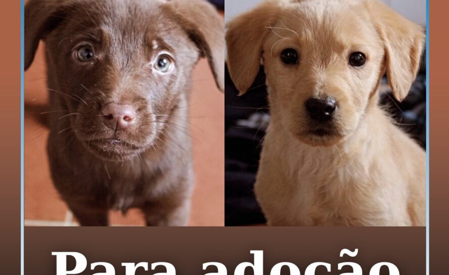 Cães para adoção no Fundão