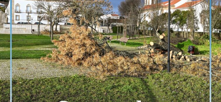 Castelo Branco lança campanha “Adote uma Árvore” para reflorestação do concelho
