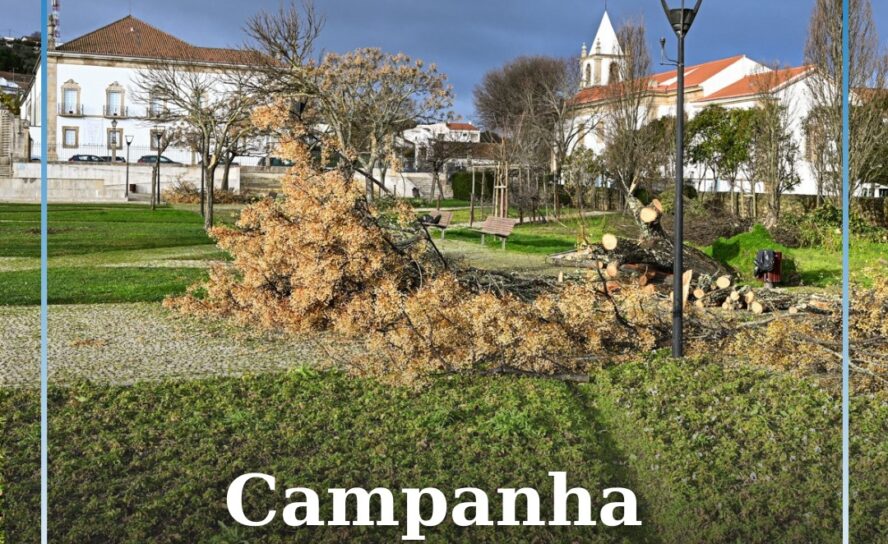 Castelo Branco lança campanha “Adote uma Árvore” para reflorestação do concelho