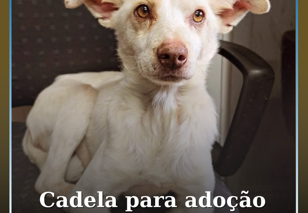 Centro de Recolha de Animais do Fundão procura família para adoção urgente de ca