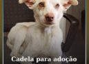Centro de Recolha de Animais do Fundão procura família para adoção urgente de ca