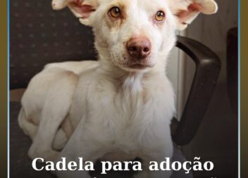 Centro de Recolha de Animais do Fundão procura família para adoção urgente de ca