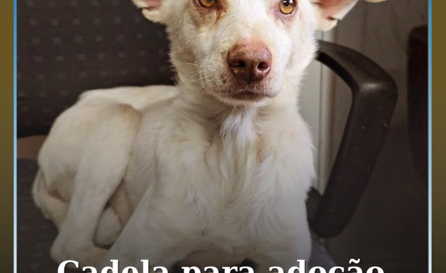 Centro de Recolha de Animais do Fundão procura família para adoção urgente de ca