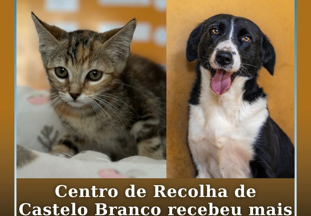 Centro de Recolha de Castelo Branco recebeu mais de mil animais em 2025