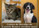 Centro de Recolha de Castelo Branco recebeu mais de mil animais em 2025