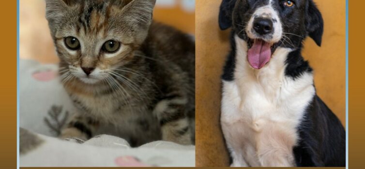 Centro de Recolha de Castelo Branco recebeu mais de mil animais em 2025
