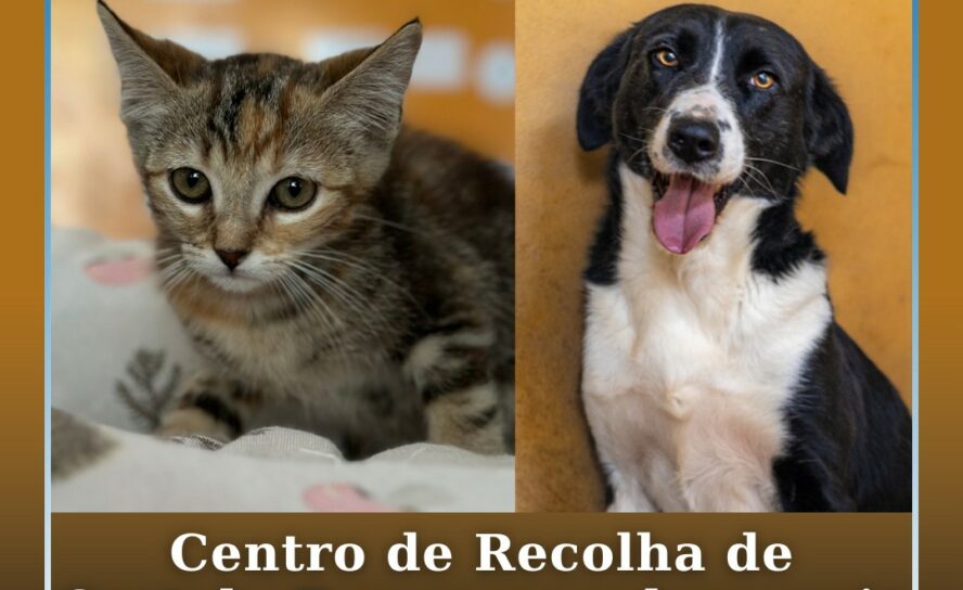 Centro de Recolha de Castelo Branco recebeu mais de mil animais em 2025