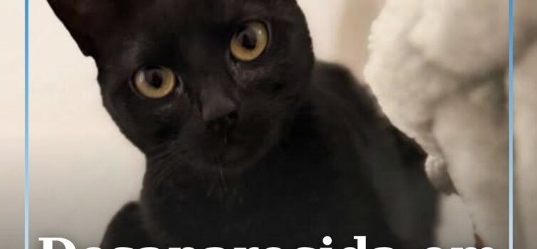 Desaparecida em Castelo Branco