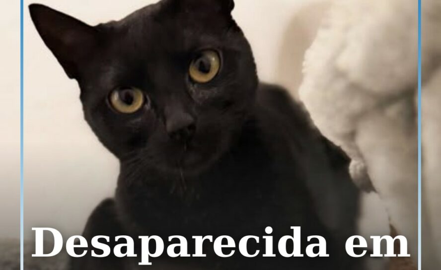 Desaparecida em Castelo Branco
