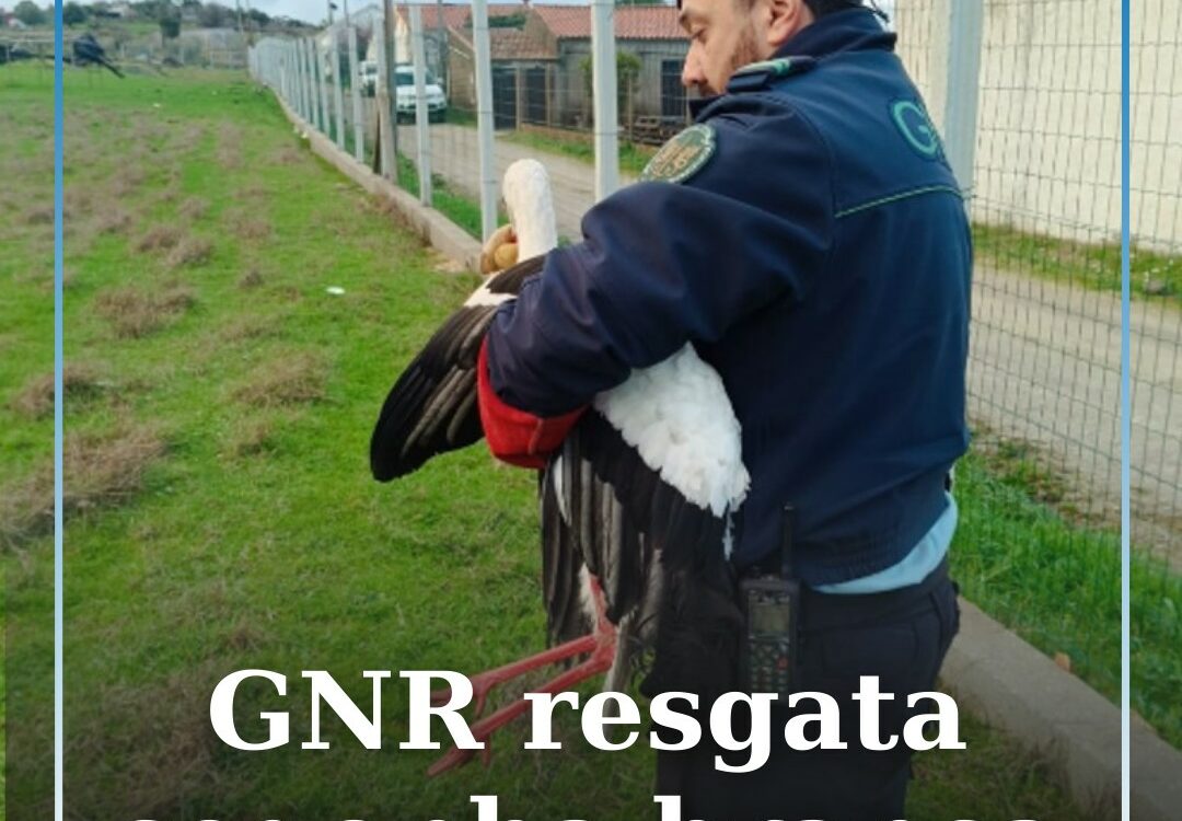 GNR resgata cegonha branca ferida em Castelo Branco