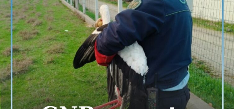 GNR resgata cegonha branca ferida em Castelo Branco