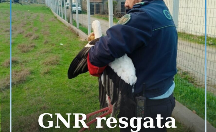 GNR resgata cegonha branca ferida em Castelo Branco