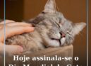 Hoje assinala-se o Dia Mundial do Gato