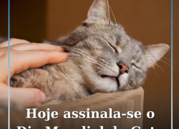 Hoje assinala-se o Dia Mundial do Gato