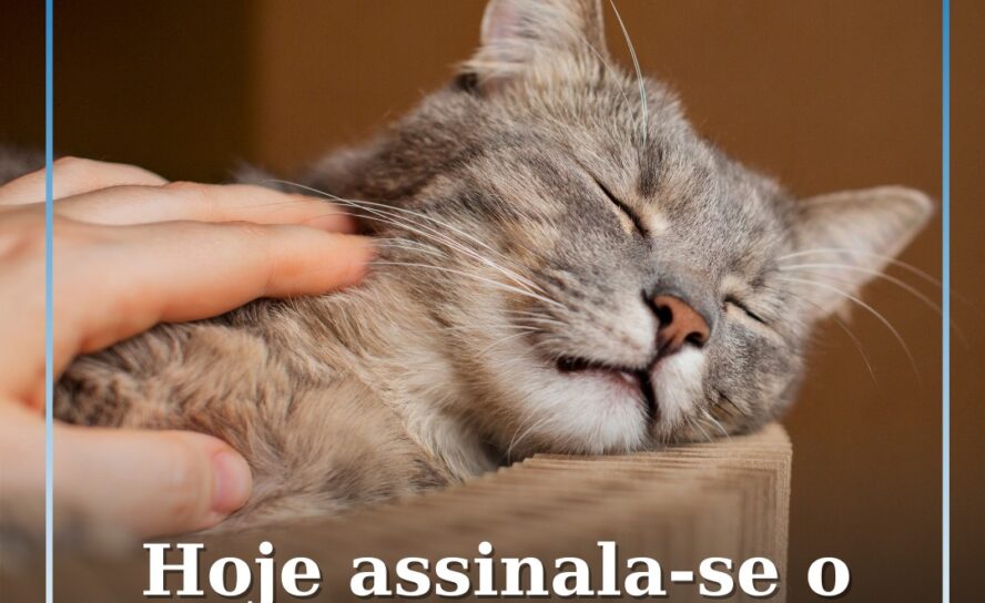 Hoje assinala-se o Dia Mundial do Gato