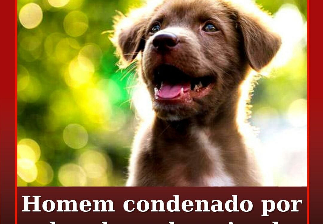 Homem constituído arguido por abandono de animal de companhia na Guarda