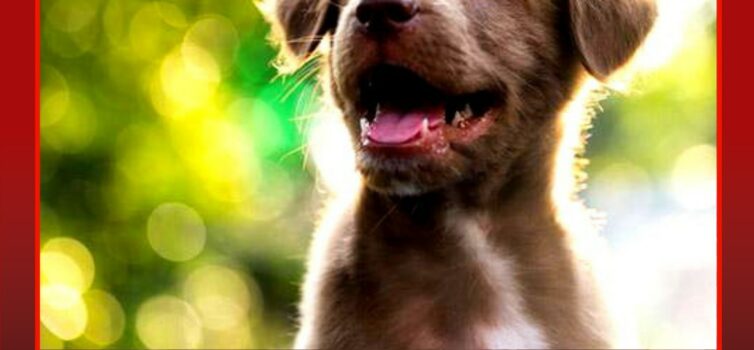 Homem constituído arguido por abandono de animal de companhia na Guarda