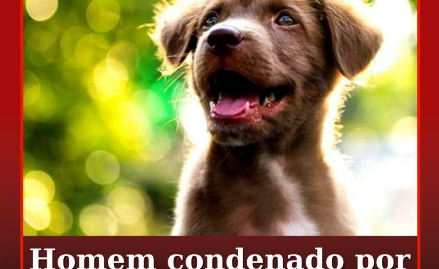 Homem constituído arguido por abandono de animal de companhia na Guarda
