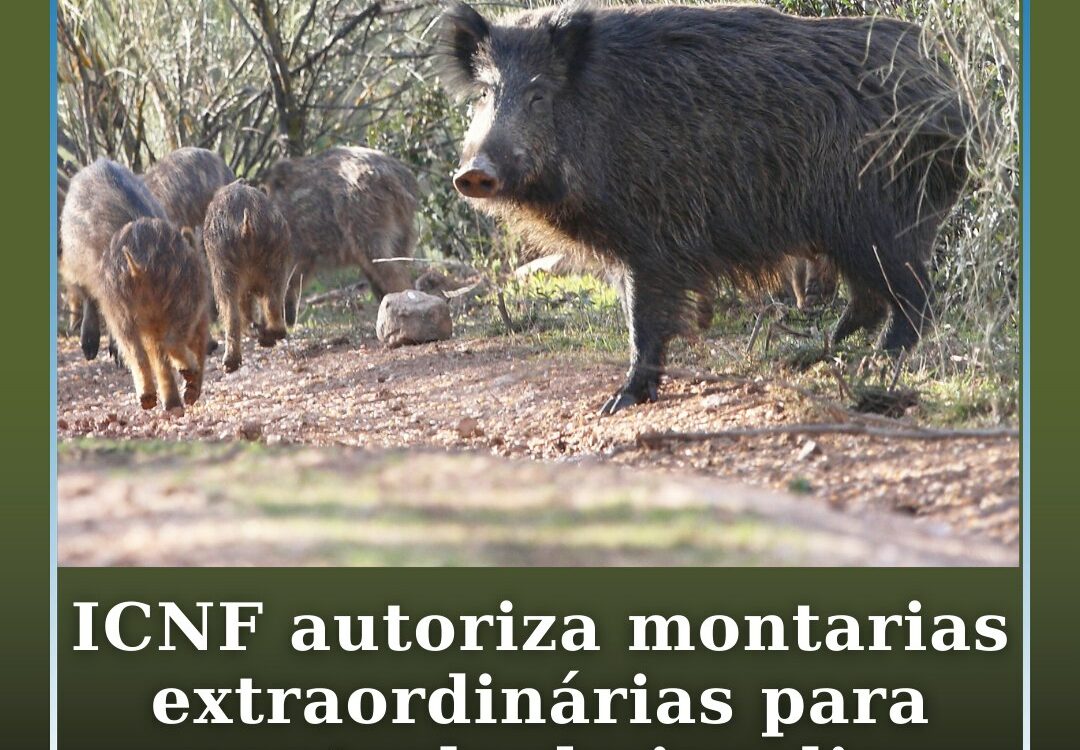 ICNF autoriza montarias extraordinárias para controlo de javalis