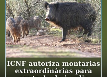 ICNF autoriza montarias extraordinárias para controlo de javalis