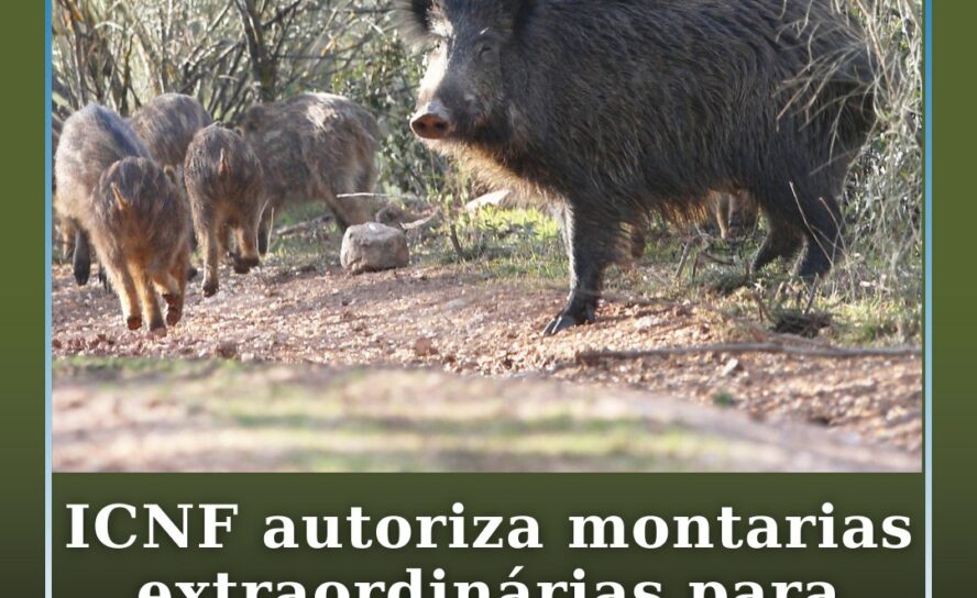 ICNF autoriza montarias extraordinárias para controlo de javalis