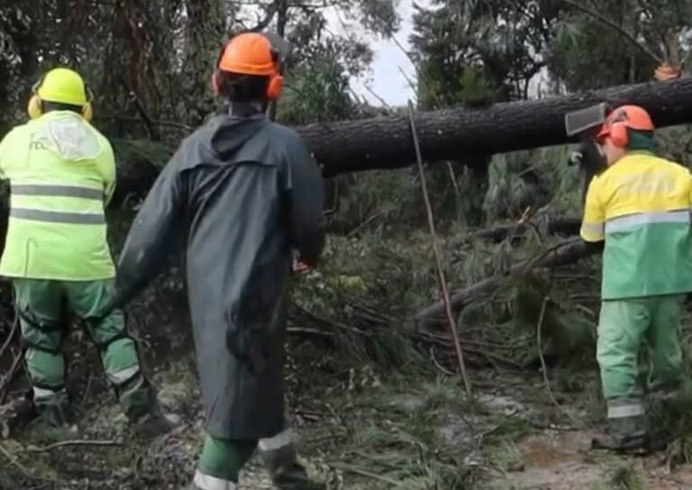 Sapadores florestais da CIM Beira Baixa no terreno