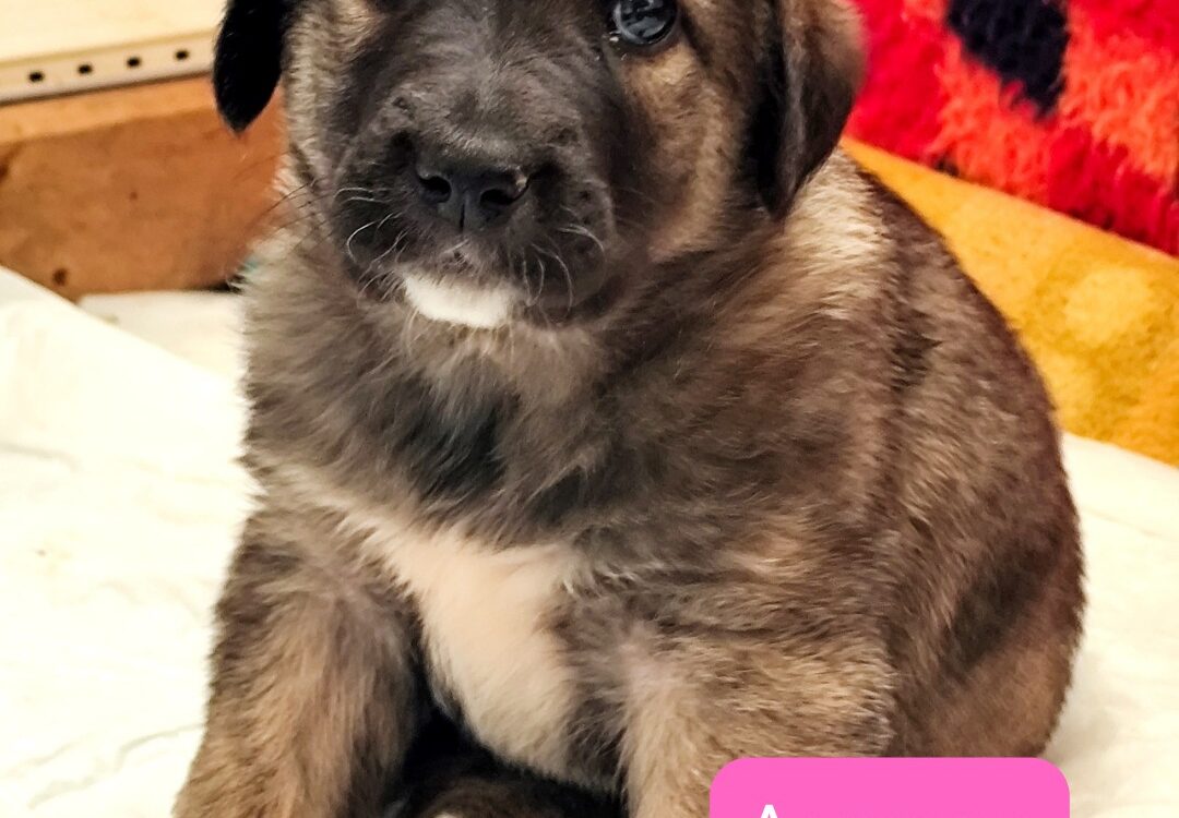 Seis cachorros abandonados em saco aguardam adoção em Idanha-a-Nova