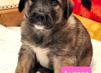 Seis cachorros abandonados em saco aguardam adoção em Idanha-a-Nova