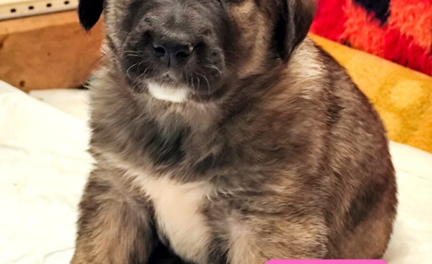 Seis cachorros abandonados em saco aguardam adoção em Idanha-a-Nova
