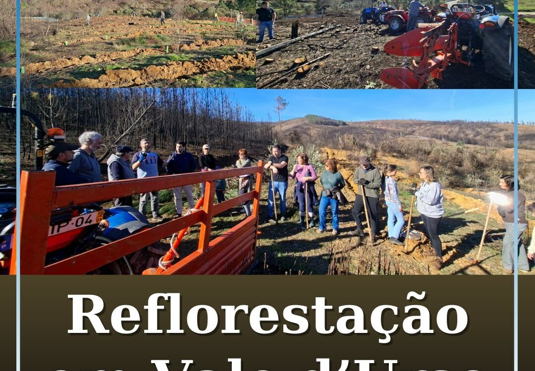 Vale d’Urso avança com reflorestação comunitária após incêndio de verão