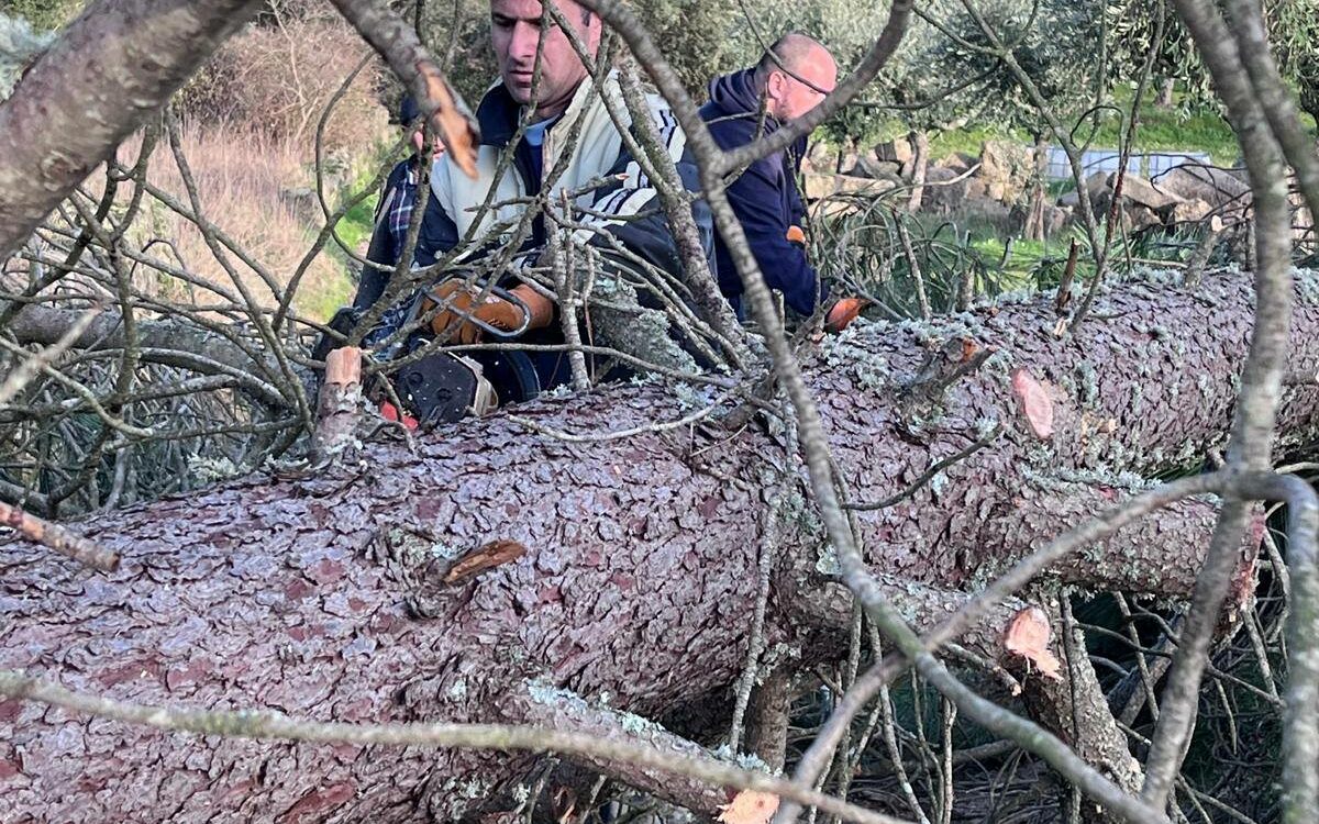 Voluntários repõem acessos para ajudar a restabelecer eletricidade em Freixial e