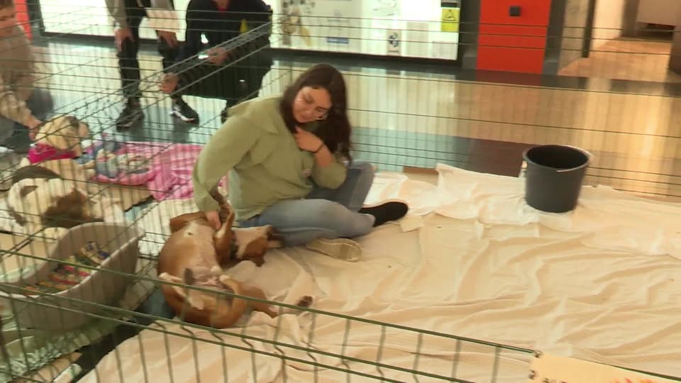 Ação de Adoção da ARCA no Fórum de Castelo Branco